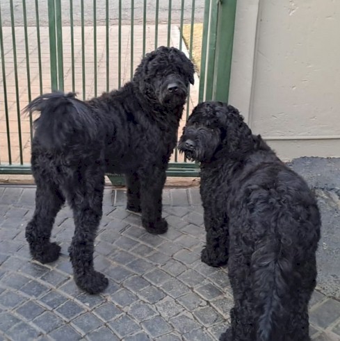dogs